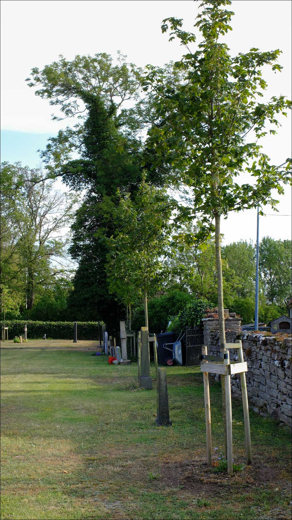 nyplanterade-träd-Kastlösa-kyrkogård